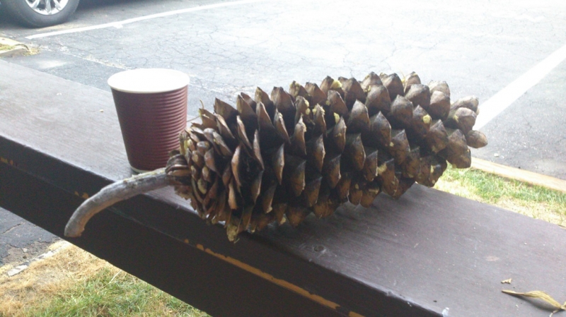 США с Востока на Запад: через горы, пляжи и песочницу