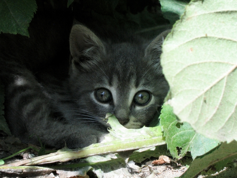 Поговорим о кошках40