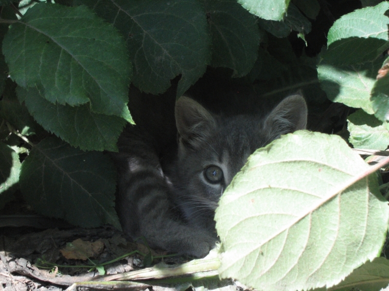 Поговорим о кошках40