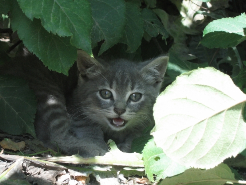 Поговорим о кошках40