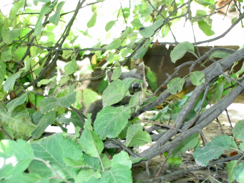 Поговорим о кошках40