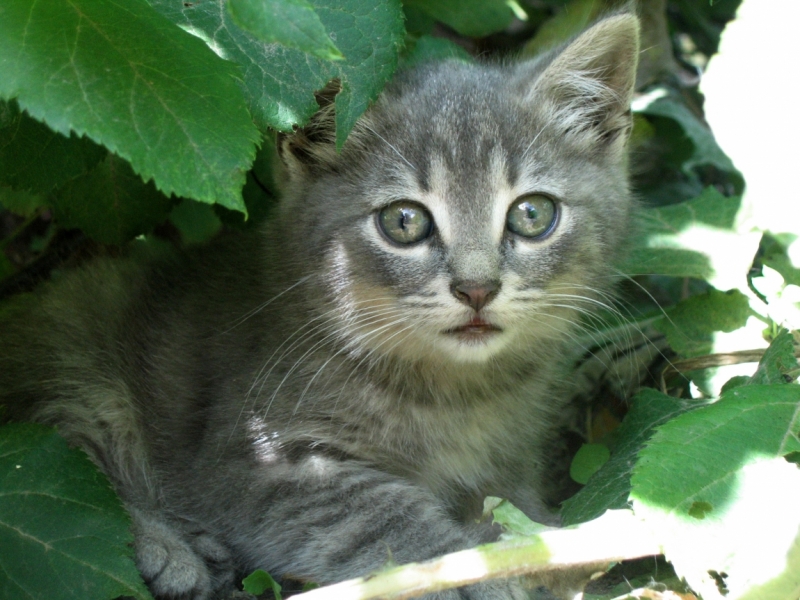 Поговорим о кошках40