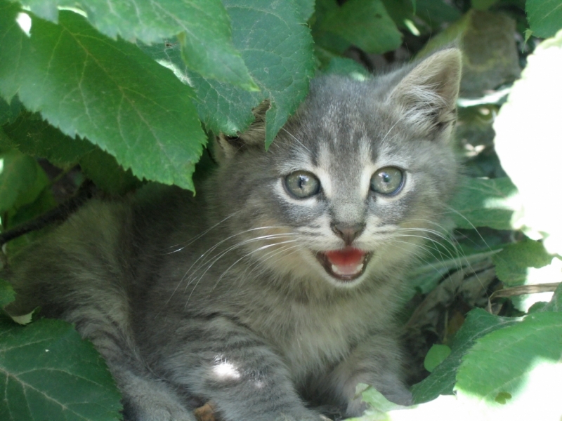 Поговорим о кошках40