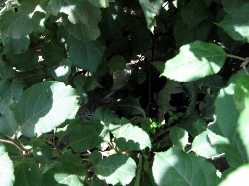 Поговорим о кошках40