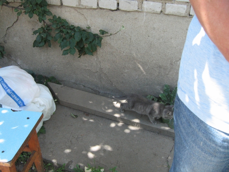 Поговорим о кошках40