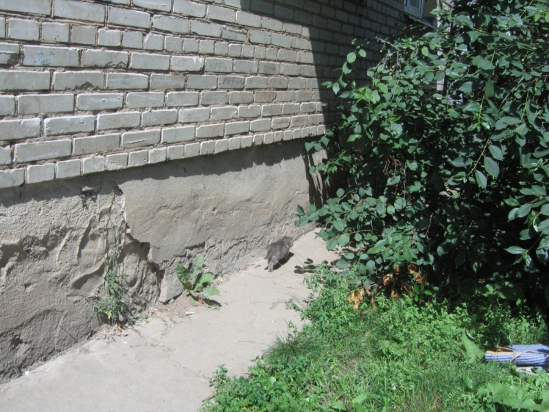 Поговорим о кошках40