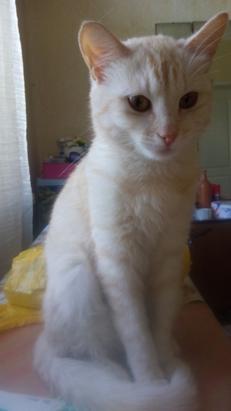 Поговорим о кошках40