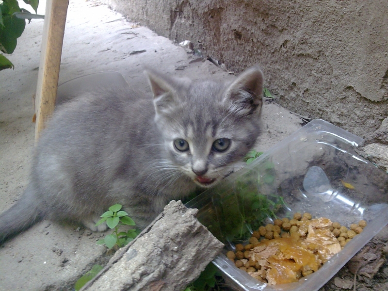 Поговорим о кошках40