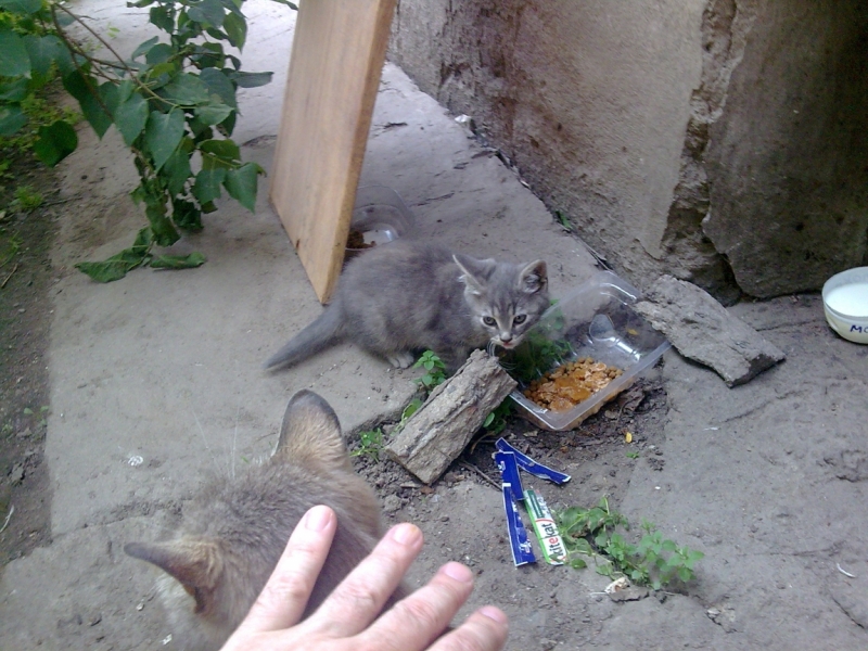 Поговорим о кошках40