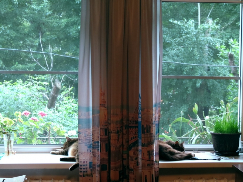 Поговорим о кошках40