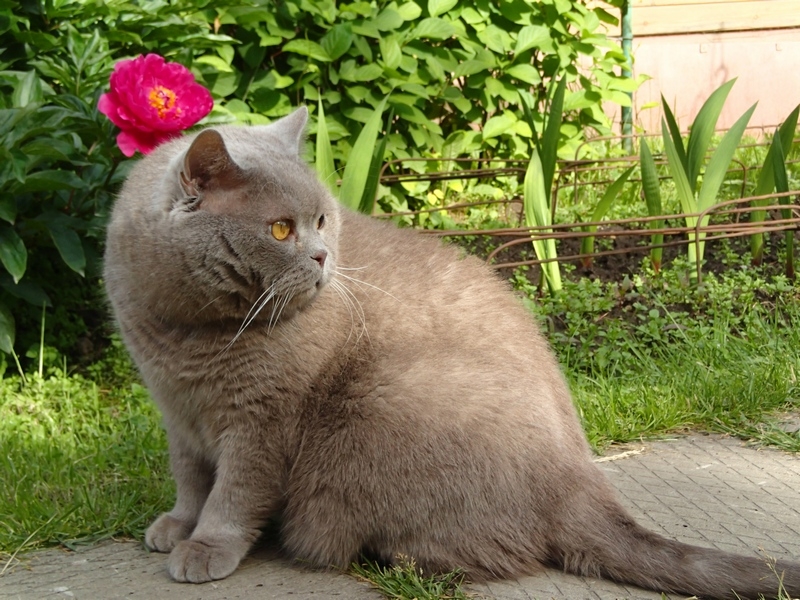 Поговорим о кошках40