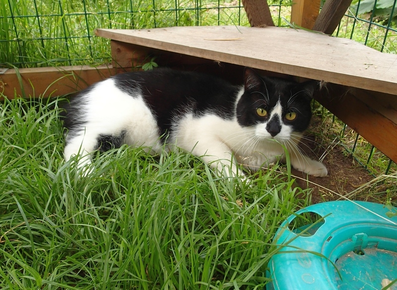 Поговорим о кошках40