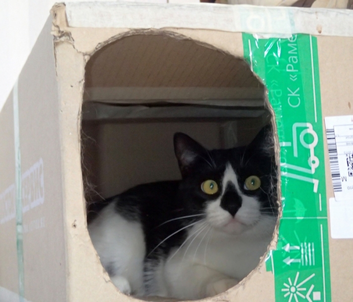 Поговорим о кошках40