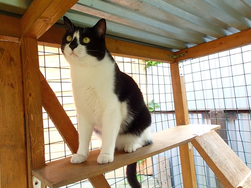 Поговорим о кошках40