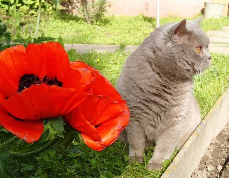 Поговорим о кошках40