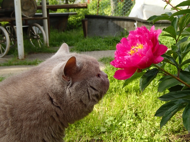 Поговорим о кошках40