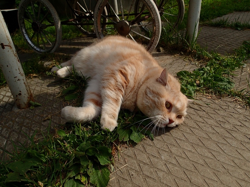 Поговорим о кошках40