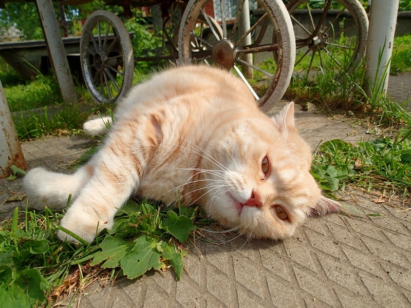 Поговорим о кошках40