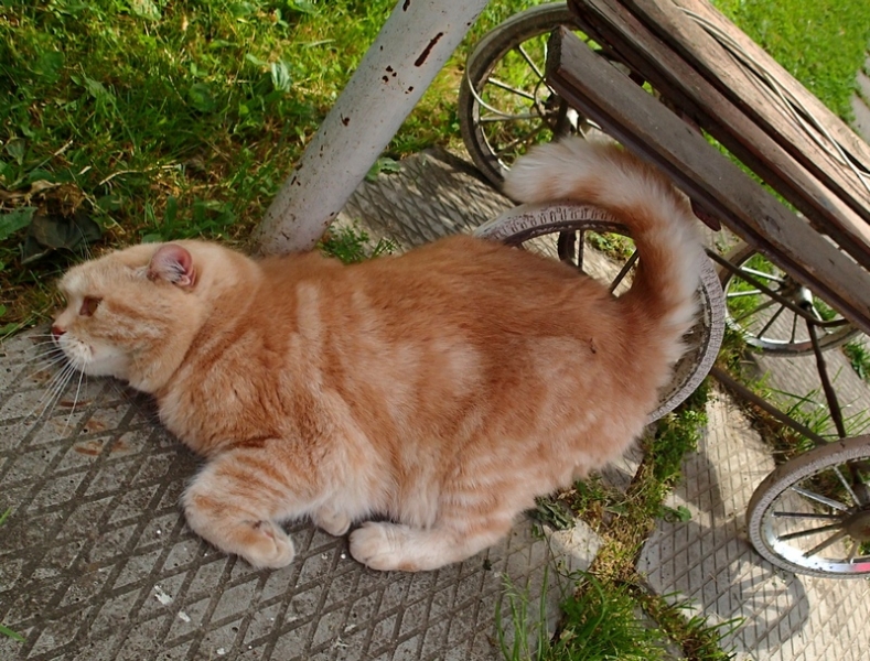 Поговорим о кошках40