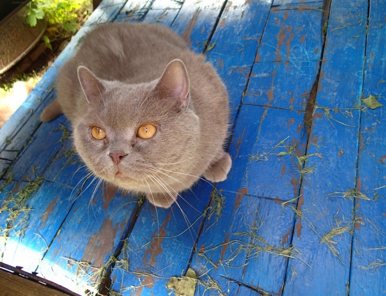 Поговорим о кошках40