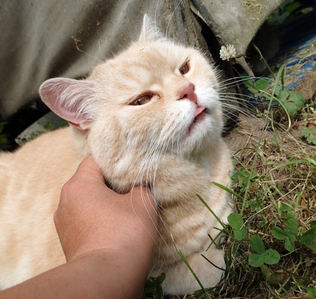 Поговорим о кошках40