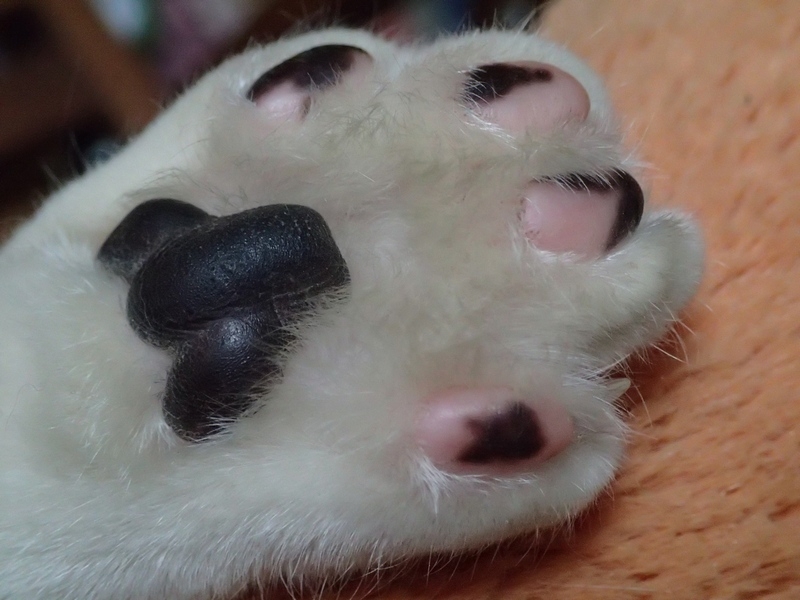 Поговорим о кошках40