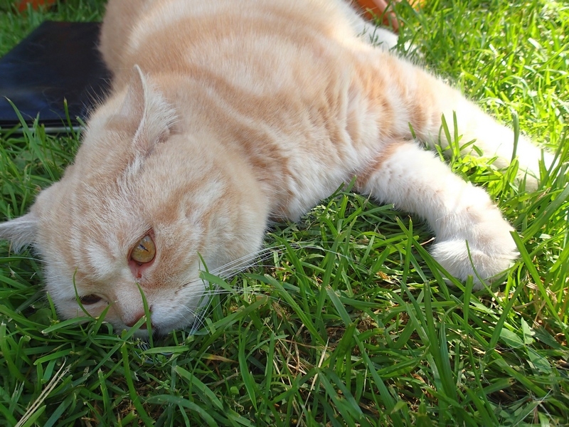 Поговорим о кошках40