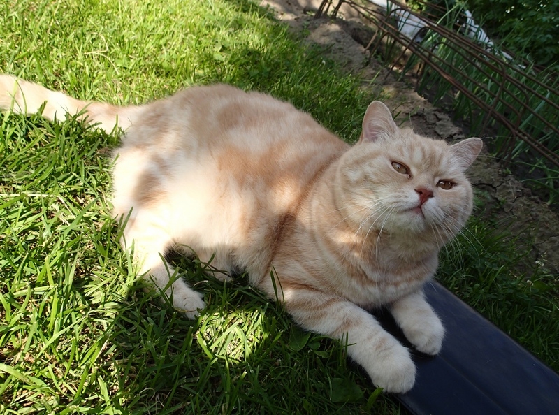 Поговорим о кошках40