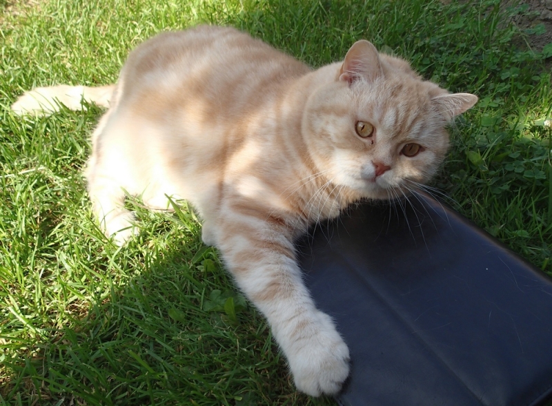 Поговорим о кошках40