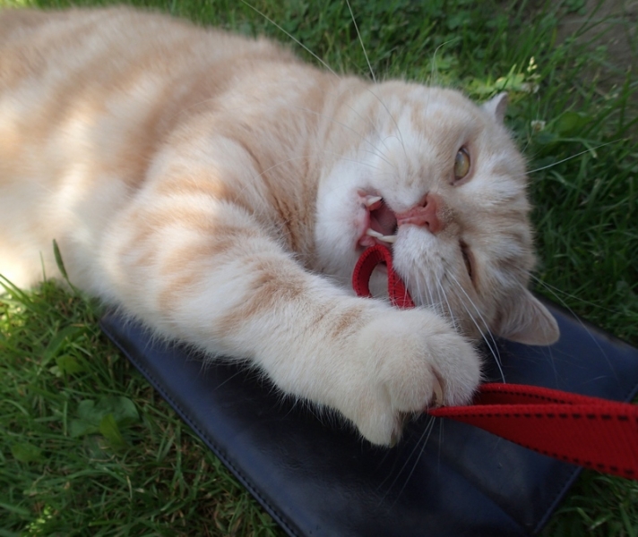 Поговорим о кошках40