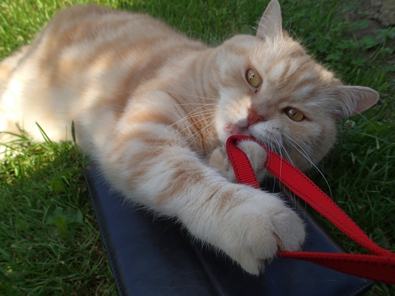 Поговорим о кошках40