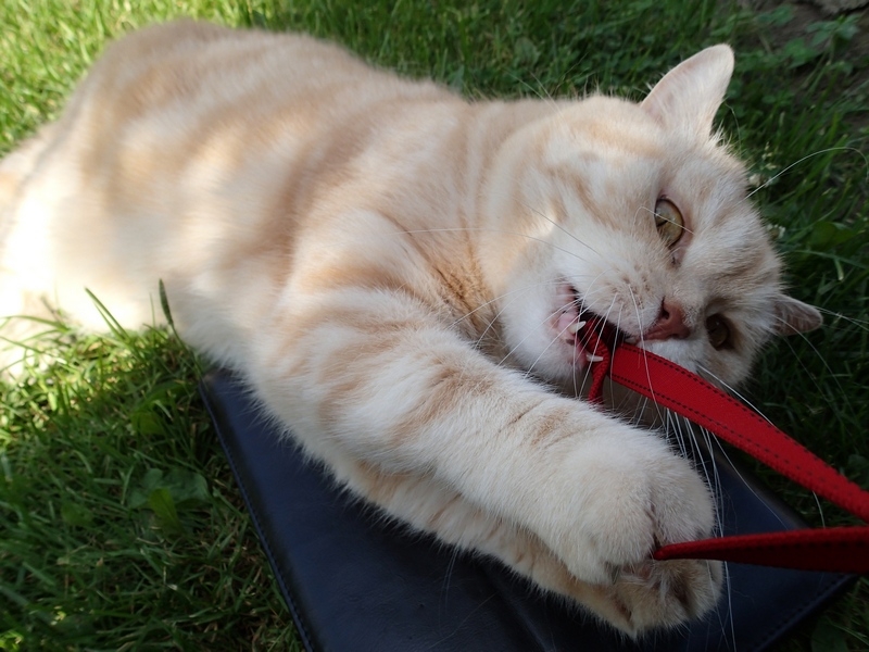 Поговорим о кошках40