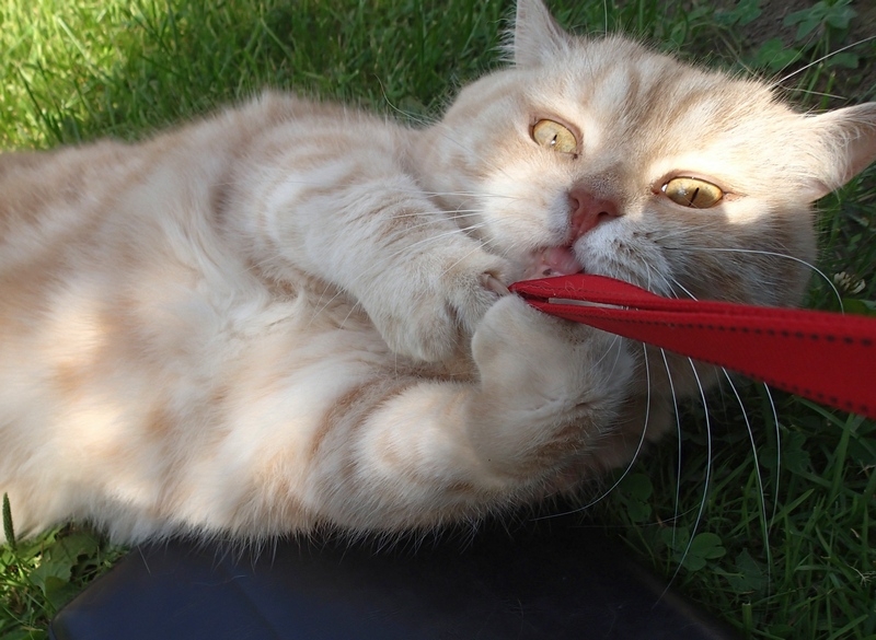 Поговорим о кошках40