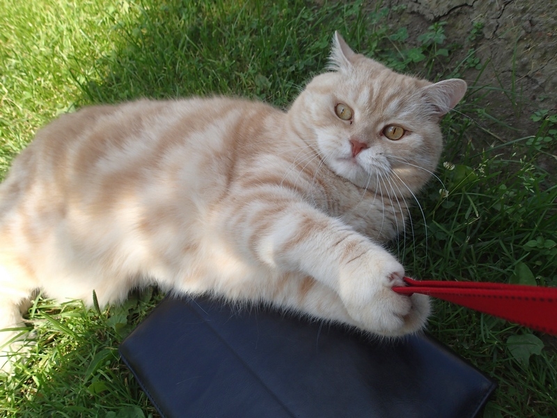 Поговорим о кошках40