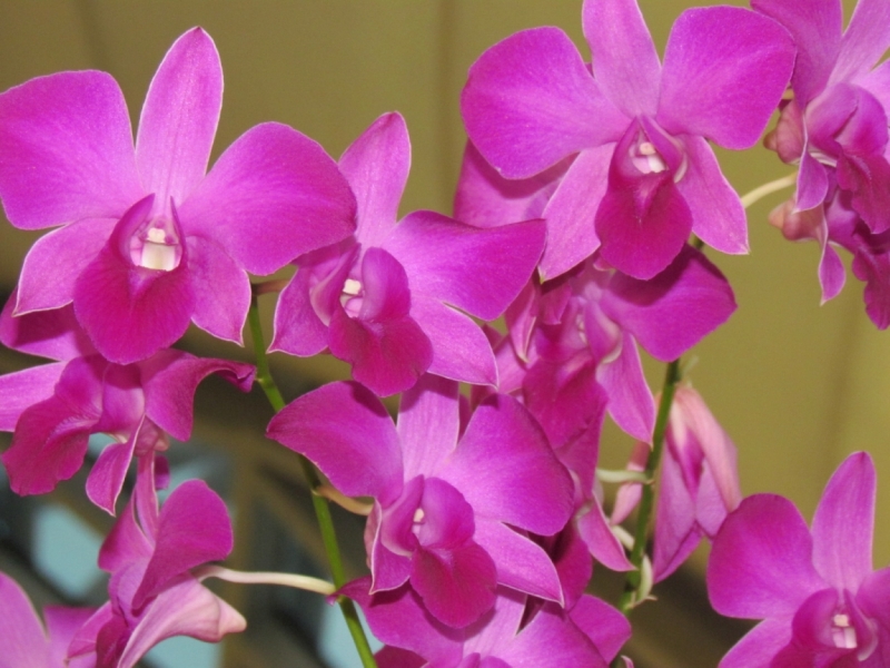 Мой первый Тай или верните меня обратно и навсегда!