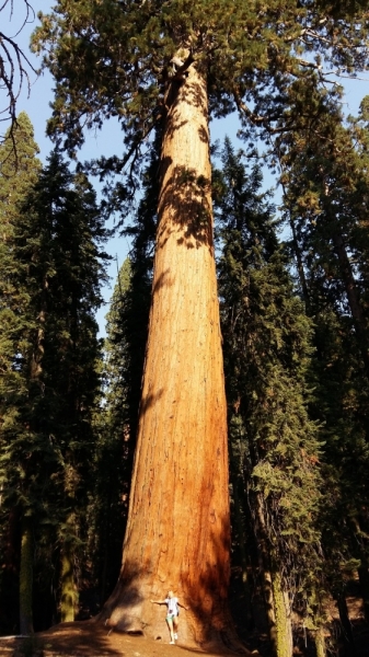 Sequoia NP