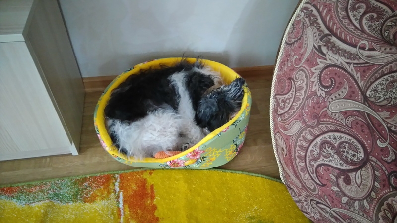 Поговорим о кошках40