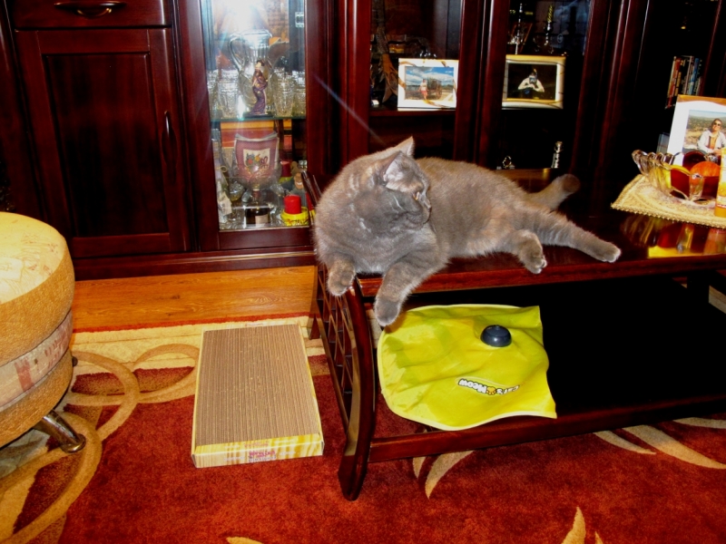 Поговорим о кошках40