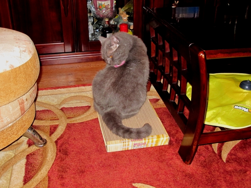 Поговорим о кошках40