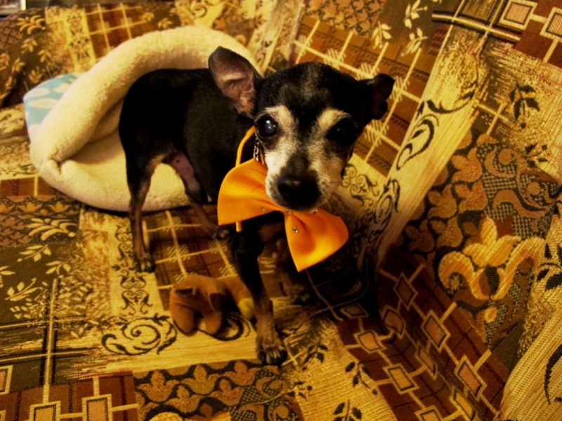 Поговорим о кошках40