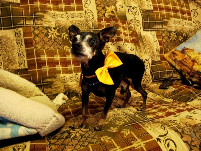 Поговорим о кошках40