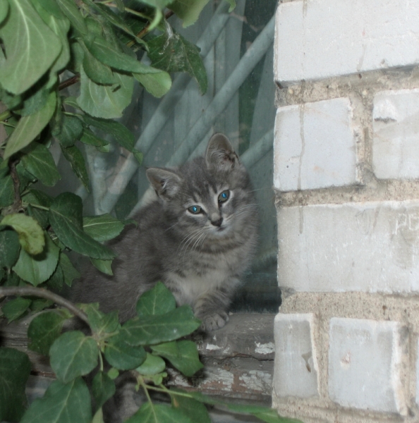 Поговорим о кошках40