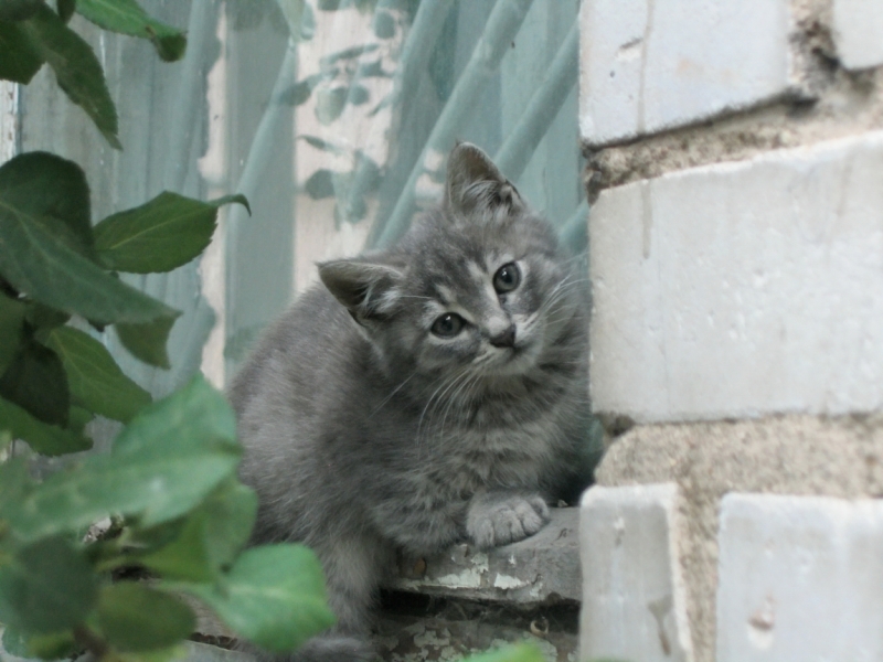 Поговорим о кошках40