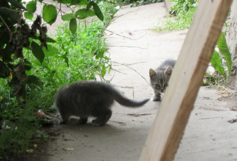 Поговорим о кошках40