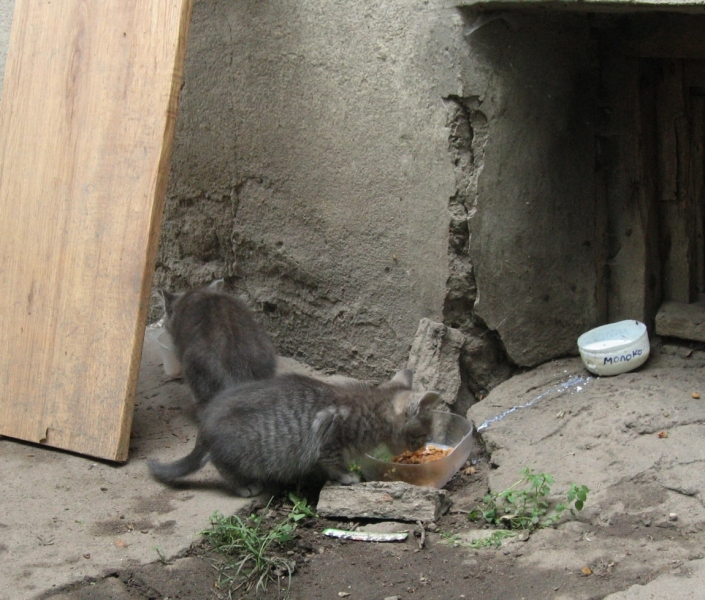 Поговорим о кошках40