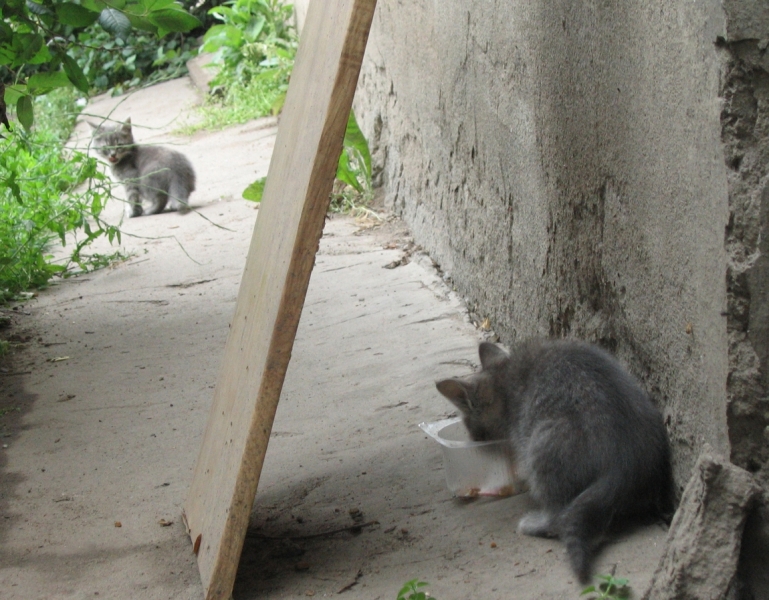 Поговорим о кошках40