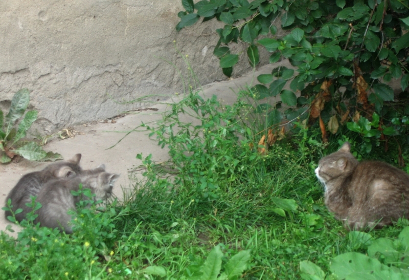 Поговорим о кошках40