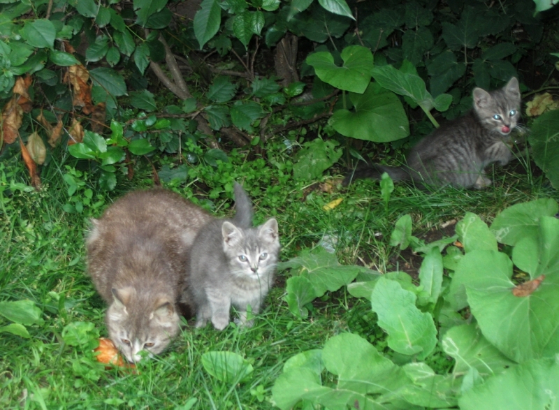 Поговорим о кошках40