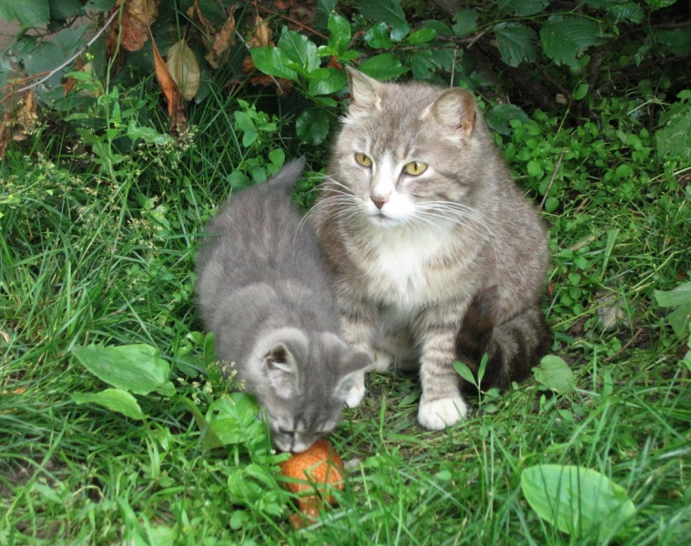 Поговорим о кошках40