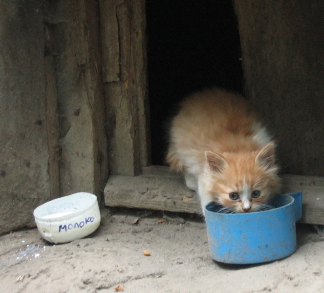 Поговорим о кошках40